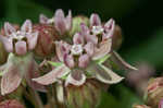 Common milkweed